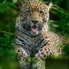 Jaguar americky - Panthera onca - Jaguar o3749-1